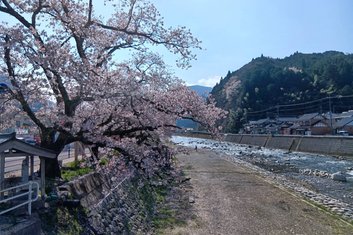 キリンビール晴風ACTION　桜の保全活動について