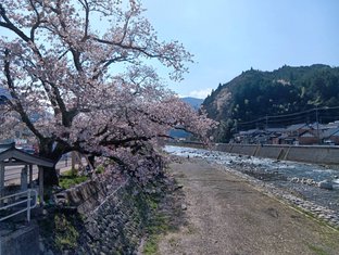 キリンビール晴風ACTION　桜の保全活動について