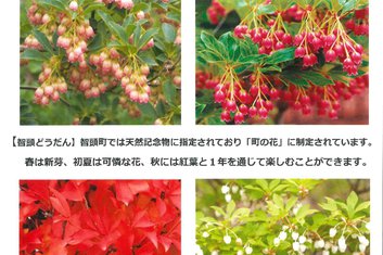 5月8日(土)・9日(日)智頭どうだん展示即売会開催のお知らせ