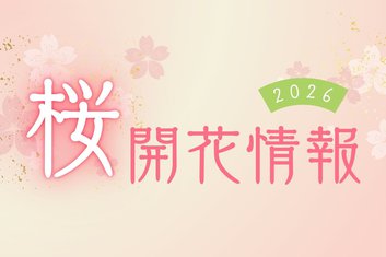 2026年　智頭町智頭河畔桜土手の桜開花情報